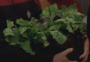 Oblissian cabbage