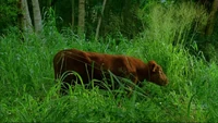 Enter77 cow.jpg