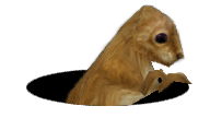 Xmuskrat.gif