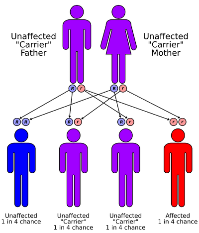 Autorecessive