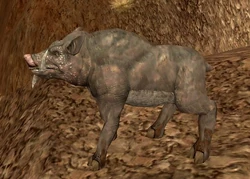 Zucca boar.jpg