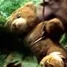 Mini-teddy.jpg