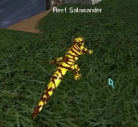 Iccspreefsalamander.jpg