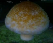 -15Growshroom