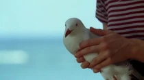 Birdmigrateur.jpg
