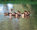 Enten.jpg