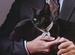 Isis-Cat.jpg
