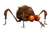Chigoe img.jpg