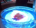 Cloned tissue.jpg