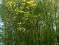 Bamboo.jpg