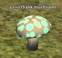Riverbank mushroom.jpg