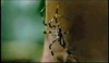 Spider. Expose.jpg