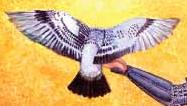 Pigeon