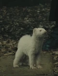 Draco-ferret.JPG