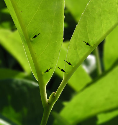 Prunus-laurocerasus-extrafloral-nectaries