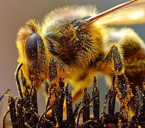 Bees Collecting Pollen cropped