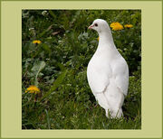 White Dove