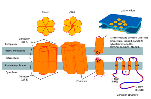 Connexon and connexin structure