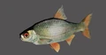 Fish.jpg