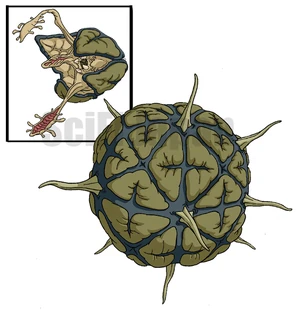 Bacillus