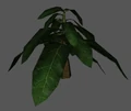 Plant.jpg