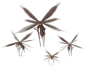 Vespoids