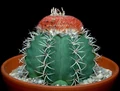 Melocactus matanzanus100.jpg