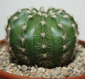 Echinopsis oxygona0.jpg