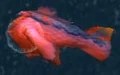 SSC boiled fish.jpg