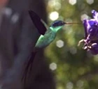 BAku Kolibri.jpg