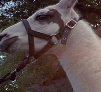 BaKu llama