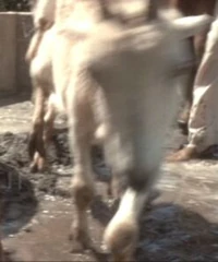 Baku goat
