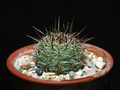 Echinopsis aurea100.jpg