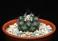 Copiapoa cinerea100.jpg