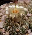 Astrophytum asterias00002.jpg