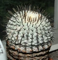 Copiapoa cinerea001.jpg
