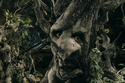 Birch ent