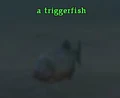 Triggerfish.jpg