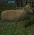 Elk calf.jpg