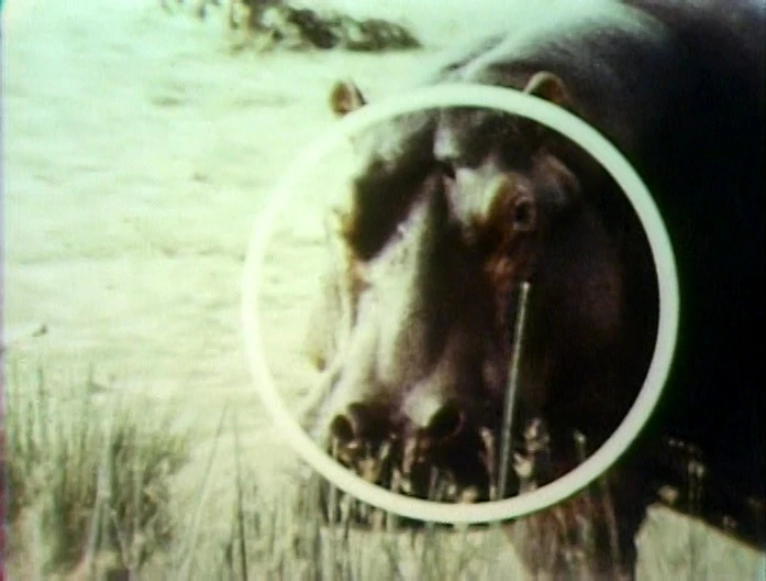 Song.hippopotamusround.jpg