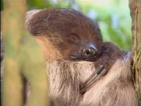 Song.slothsleepy.jpg