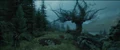 Whompingwillow.jpg