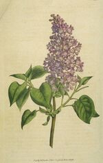 Common-Lilac