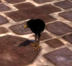 Poussin moa noir