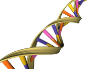 DNA