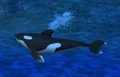 Killerwhale.JPG
