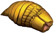 Carriongrub
