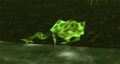 Toad.jpg