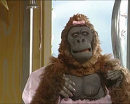 Mary the Gorilla
