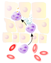 NeutrophilerAktion
